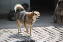 TIBOR, Hund, Mischlingshund in Aachen - Bild 8
