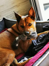 LENKA, Hund, Mischlingshund in Portugal - Bild 5