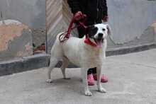 GINA, Hund, Mischlingshund in Rumänien - Bild 4