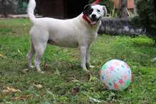 GINA, Hund, Mischlingshund in Rumänien - Bild 7