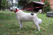 GINA, Hund, Mischlingshund in Rumänien - Bild 8