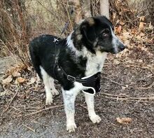 HENRI, Hund, Mischlingshund in Bulgarien - Bild 3