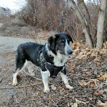 HENRI, Hund, Mischlingshund in Bulgarien - Bild 4