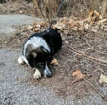 HENRI, Hund, Mischlingshund in Bulgarien - Bild 5