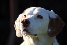 CIRO, Hund, Labrador Retriever-Mix in Wuppertal - Bild 12