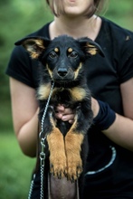 REPCE, Hund, Mischlingshund in Ungarn - Bild 1