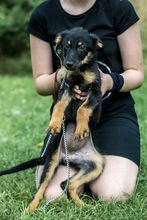 REPCE, Hund, Mischlingshund in Ungarn - Bild 2