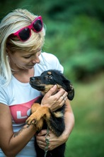 REPCE, Hund, Mischlingshund in Ungarn - Bild 3