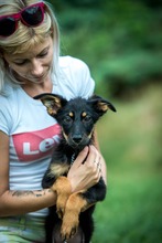 REPCE, Hund, Mischlingshund in Ungarn - Bild 5