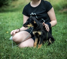 REPCE, Hund, Mischlingshund in Ungarn - Bild 7