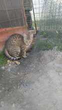 LILLY, Katze, Hauskatze in Rumänien - Bild 10