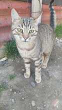 LILLY, Katze, Hauskatze in Rumänien - Bild 13
