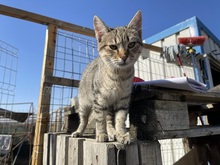LILLY, Katze, Hauskatze in Rumänien - Bild 18