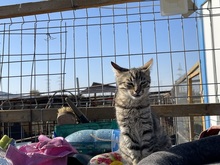 LILLY, Katze, Hauskatze in Rumänien - Bild 20