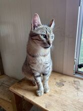 LILLY, Katze, Hauskatze in Rumänien - Bild 6