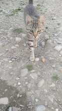 LILLY, Katze, Hauskatze in Rumänien - Bild 9