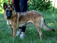 CASH, Hund, Mischlingshund in Kroatien - Bild 1