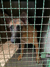 CASH, Hund, Mischlingshund in Kroatien - Bild 10