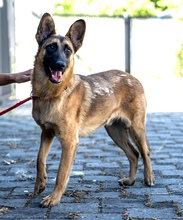 CASH, Hund, Mischlingshund in Kroatien - Bild 3