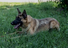 CASH, Hund, Mischlingshund in Kroatien - Bild 4