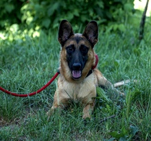 CASH, Hund, Mischlingshund in Kroatien - Bild 5
