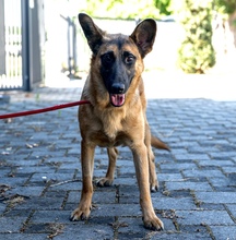 CASH, Hund, Mischlingshund in Kroatien - Bild 6