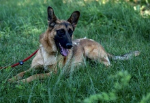 CASH, Hund, Mischlingshund in Kroatien - Bild 7