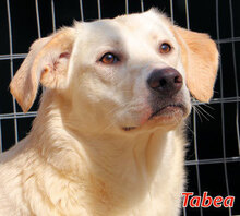 TABEA, Hund, Mischlingshund in Italien - Bild 1