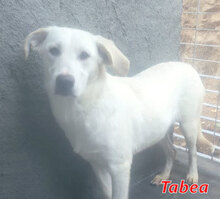 TABEA, Hund, Mischlingshund in Italien - Bild 6