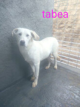 TABEA, Hund, Mischlingshund in Italien - Bild 7
