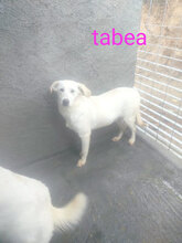 TABEA, Hund, Mischlingshund in Italien - Bild 8