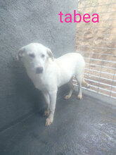 TABEA, Hund, Mischlingshund in Italien - Bild 9