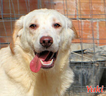 YUKI, Hund, Mischlingshund in Italien - Bild 2