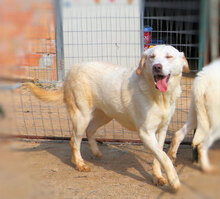 YUKI, Hund, Mischlingshund in Italien - Bild 8