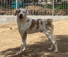 MANDOR, Hund, Mischlingshund in Italien - Bild 14