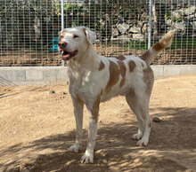 MANDOR, Hund, Mischlingshund in Italien - Bild 15