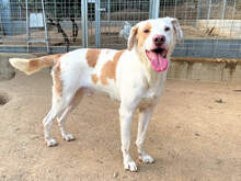 MANDOR, Hund, Mischlingshund in Italien - Bild 5