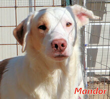 MANDOR, Hund, Mischlingshund in Italien - Bild 6