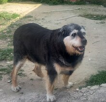 BAMBU, Hund, Mischlingshund in Spanien - Bild 1