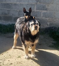 BAMBU, Hund, Mischlingshund in Spanien - Bild 2