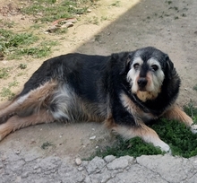 BAMBU, Hund, Mischlingshund in Spanien - Bild 3
