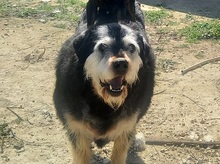 BAMBU, Hund, Mischlingshund in Spanien - Bild 4