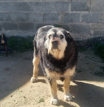 BAMBU, Hund, Mischlingshund in Spanien - Bild 5