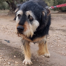 BAMBU, Hund, Mischlingshund in Spanien - Bild 7