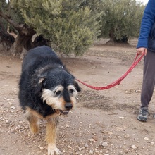 BAMBU, Hund, Mischlingshund in Spanien - Bild 8