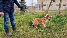 REKSIO, Hund, Mischlingshund in Polen - Bild 10