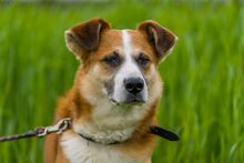 REKSIO, Hund, Mischlingshund in Polen - Bild 15