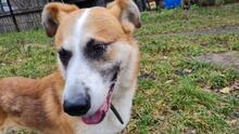 REKSIO, Hund, Mischlingshund in Polen - Bild 3