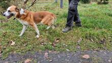 REKSIO, Hund, Mischlingshund in Polen - Bild 8
