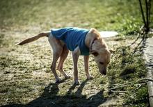 JUNO, Hund, Mischlingshund in Ungarn - Bild 6